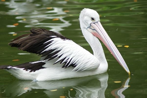 habitat-burung-pelikan-beserta-persebaran-dan-perilakunya-flickr-com_-7178475