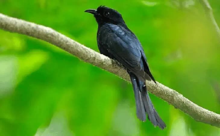 habitat-dan-daerah-persebaran-burung-kedasi-hitam-6350001