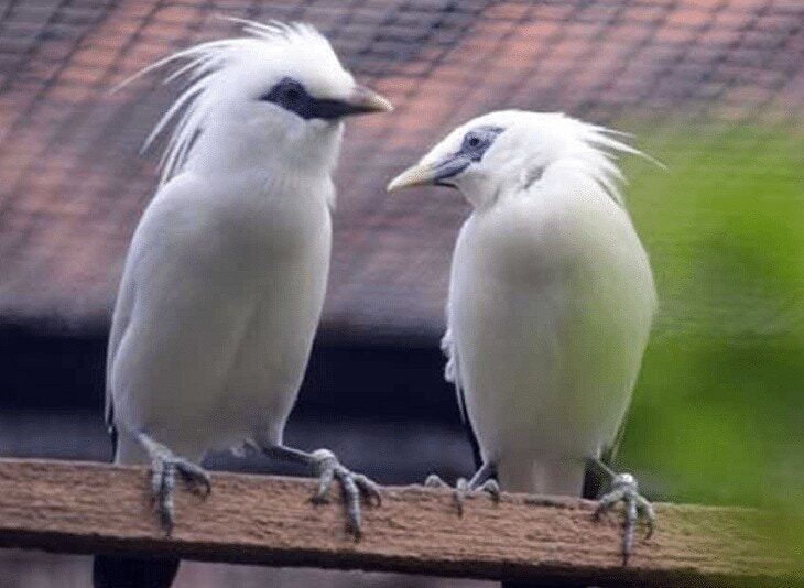 indukan-burung-jalak-bali-5919502