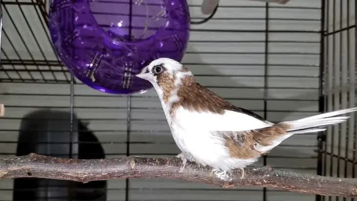 inilah-beberapa-kelebihan-dan-daya-tarik-burung-emprit-jepang-1656382