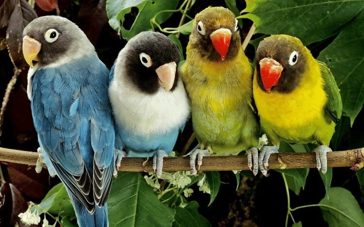 inilah-makanan-utama-lovebird-agar-ngekek-terus-2892852