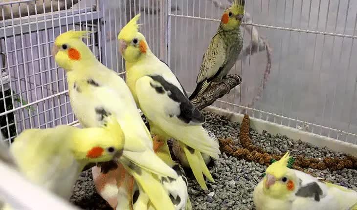 inilah-perbedaan-burung-cockatiel-jantan-dan-betina-7082655