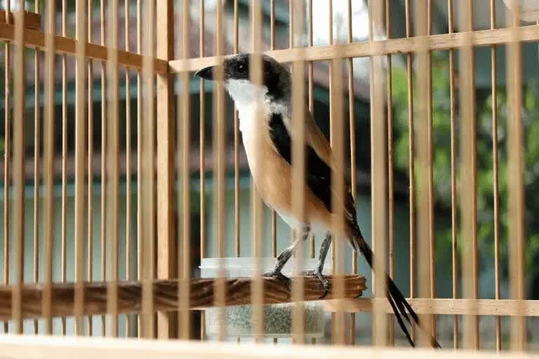 intensitas-kicauan-burung-cendet-6828210