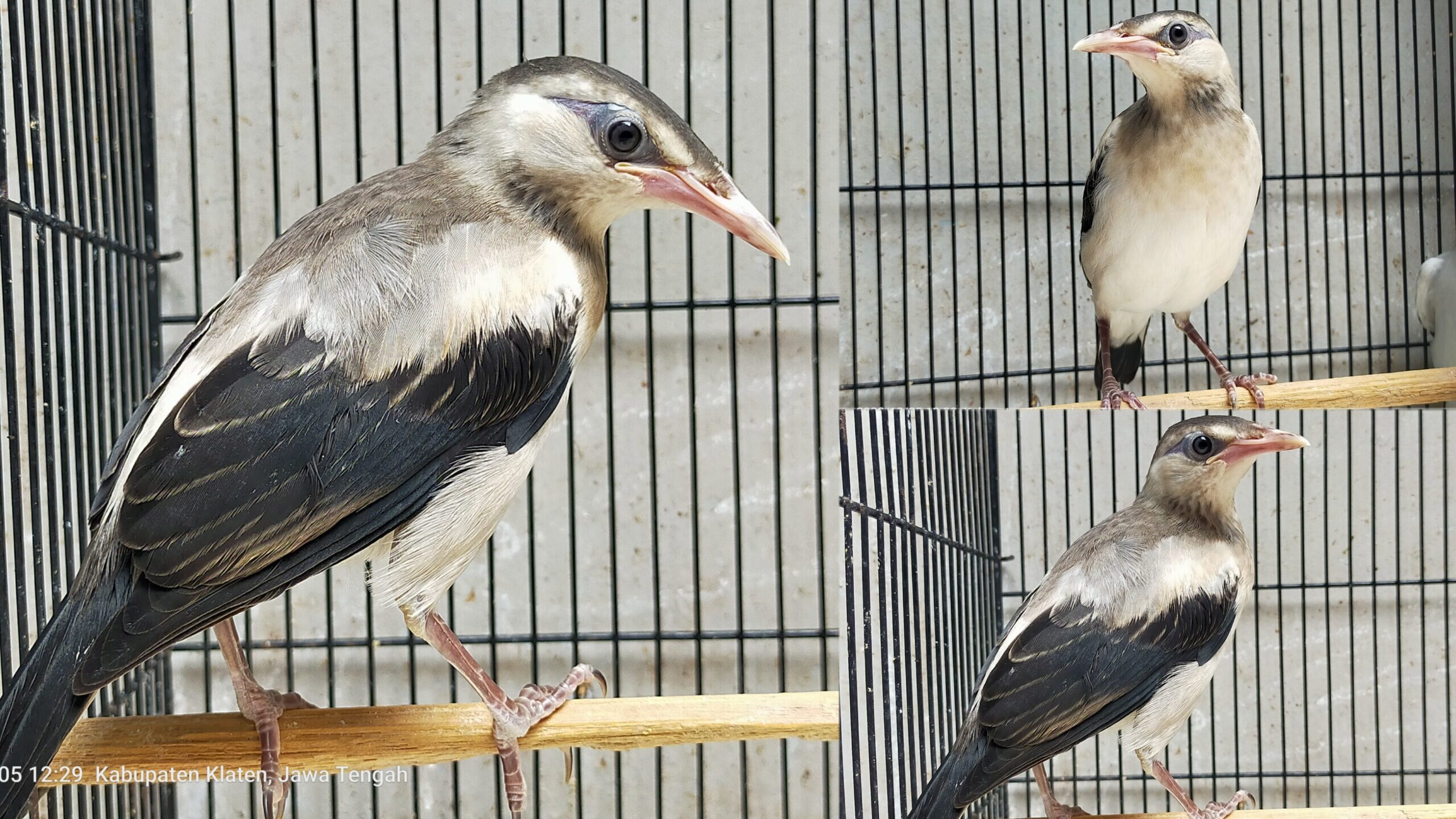 jalak_hybrids-scaled-9924062