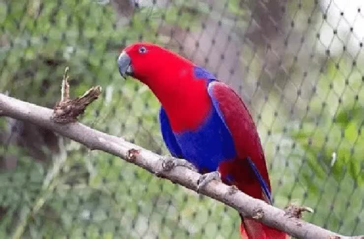 jenis-burung-paling-mudah-jinak-dan-mudah-dipelihara-9359806