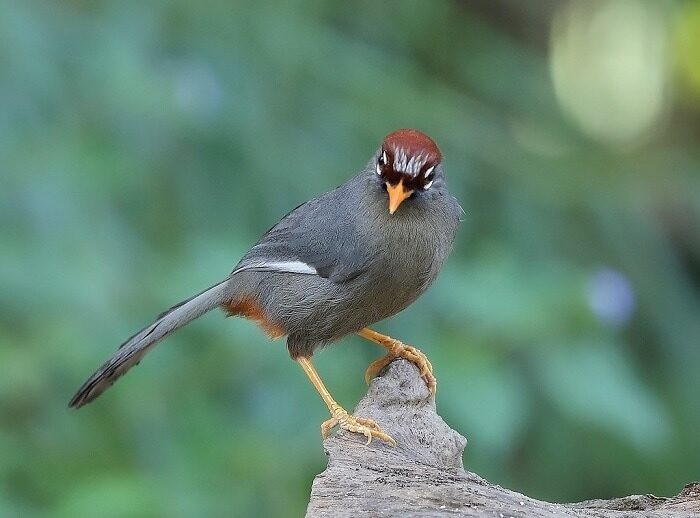 jenis-makanan-burung-poksay-mandarin-agar-bisa-gacor-5864771