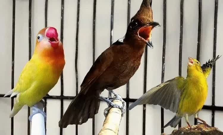 jenis-masteran-burung-lovebird-5188031