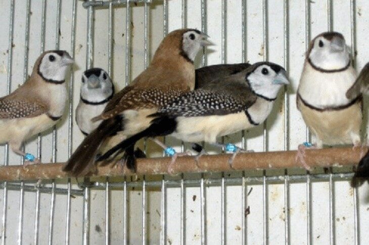 kandang-ternak-owl-finch-7774069