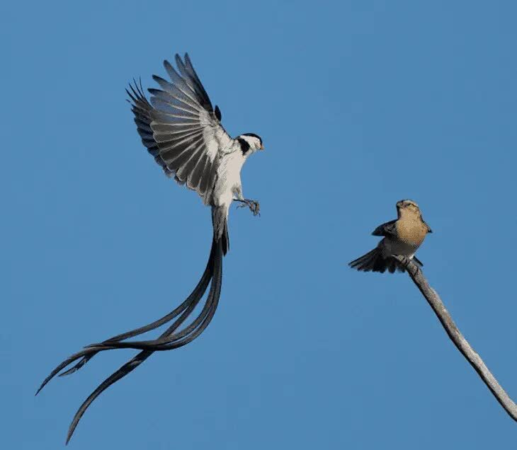 karakteristik-burung-pintailed-whydah-7223698