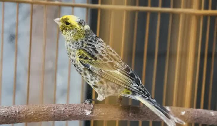 kenari-spanish-timbrado-7126192