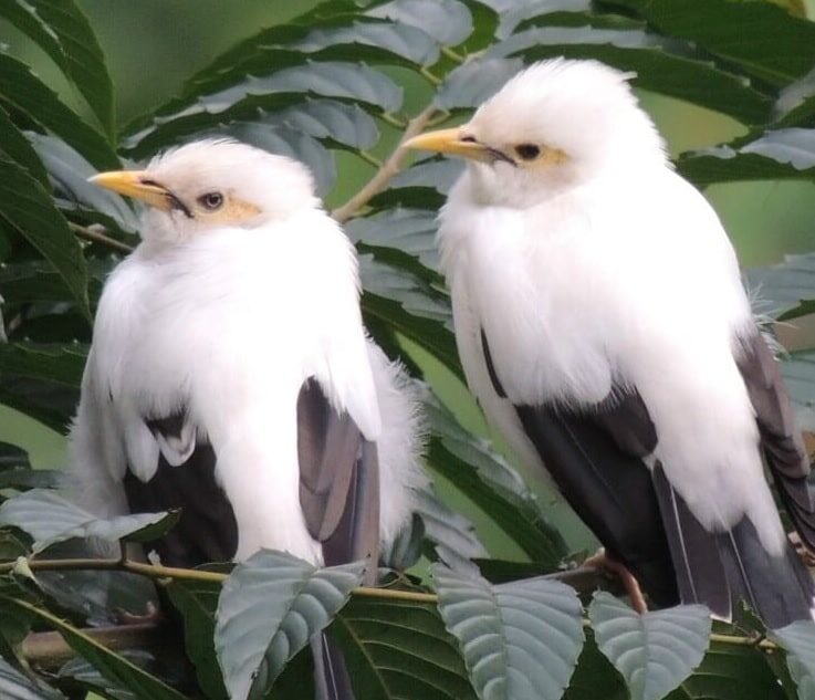 kendala-ternak-jalak-putih-dan-penanganan-yang-tepat-8624254