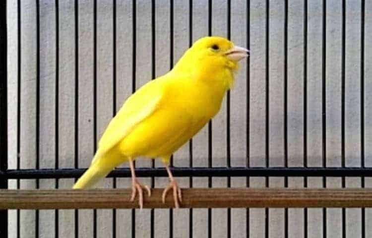 ketahui-cara-mengatasi-penyakit-kenari-mata-bengkak-yang-tepat-1285442