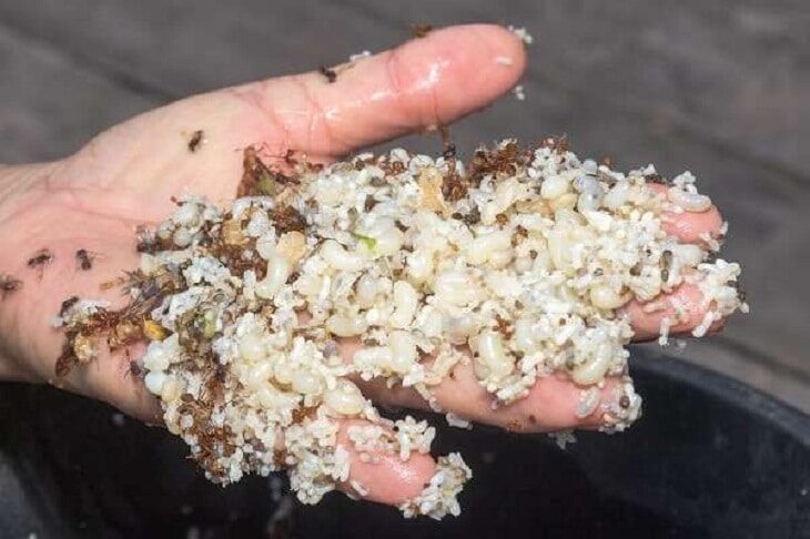 kroto-untuk-ciblek-6716527