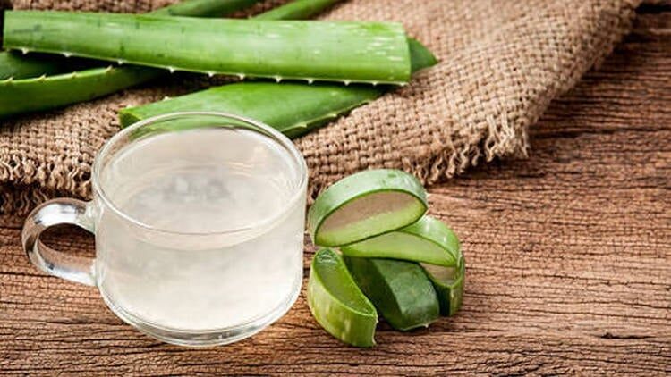 lidah-buaya-untuk-mengatasi-botak-pada-lovebird-8942520