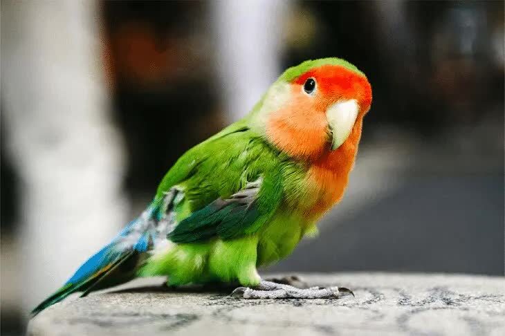 lovebird-4475653