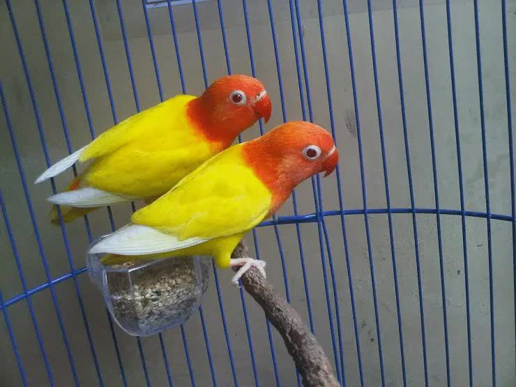 lovebird-biola-lutino-2230671
