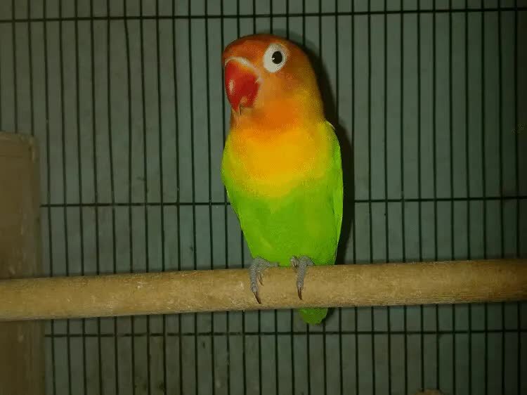 lovebird-di-tangkringan-7802615