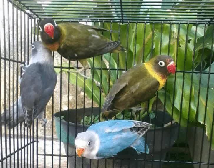 lovebird-olive-9368888