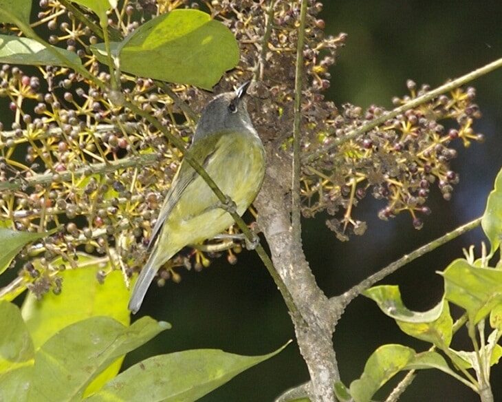 makanan-burung-opior-jawa-1213698