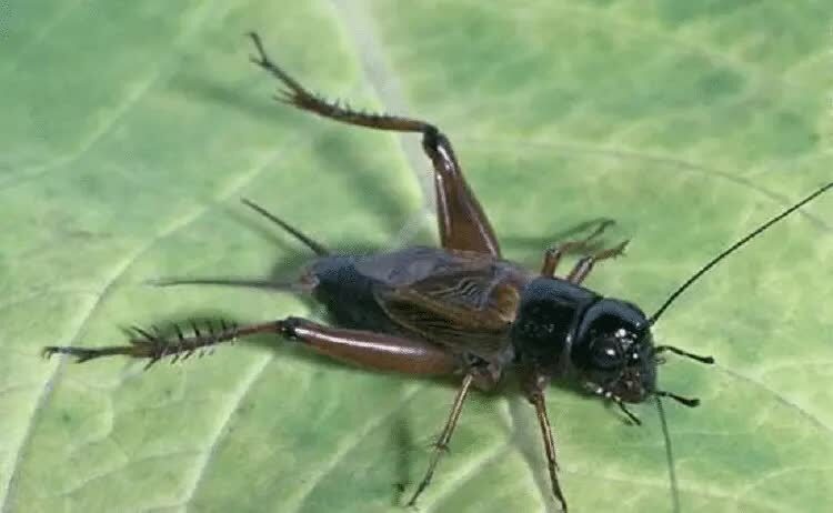 makanan-burung-rambatan-4990992