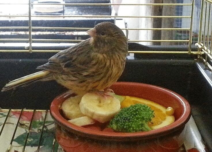 makanan-tambahan-burung-kenari-pasca-mabung-7836483