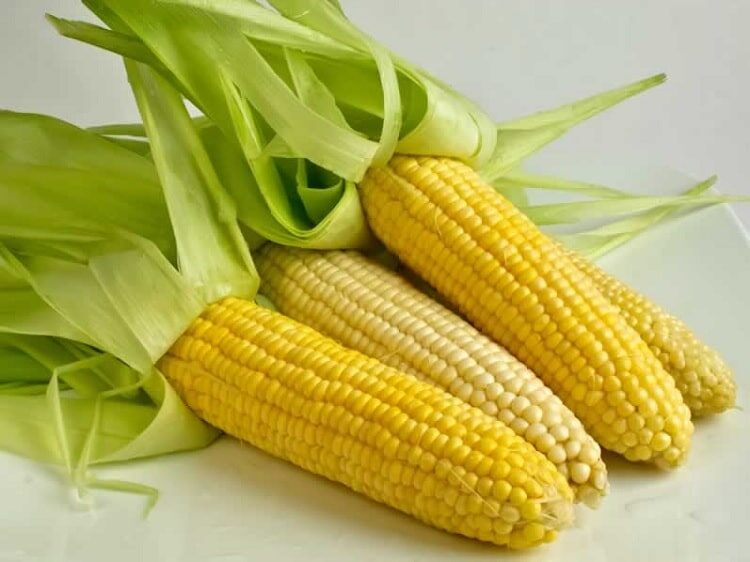 makanan-tambahan-untuk-burung-gelatik-2740151