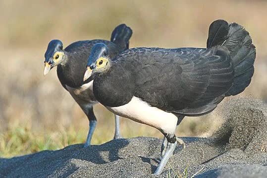 maleo-waigeo-6656904