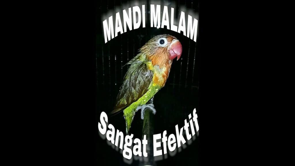 mandi-malam-burung-5812538