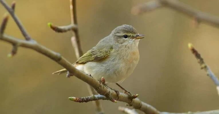 manfaat-air-embun-untuk-burung-kicauan-3528178