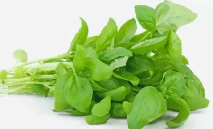 manfaat-bayam-bagi-lovebird-yang-harus-anda-ketahui-4854643