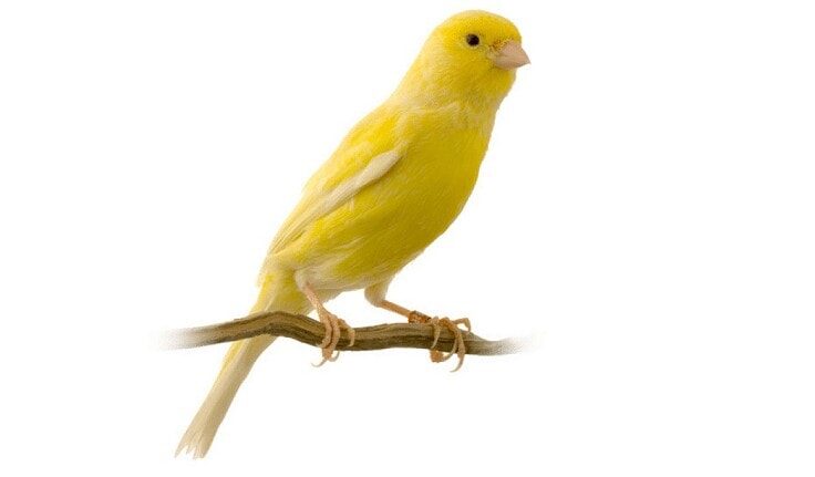 manfaat-cede-untuk-kenari-7372470