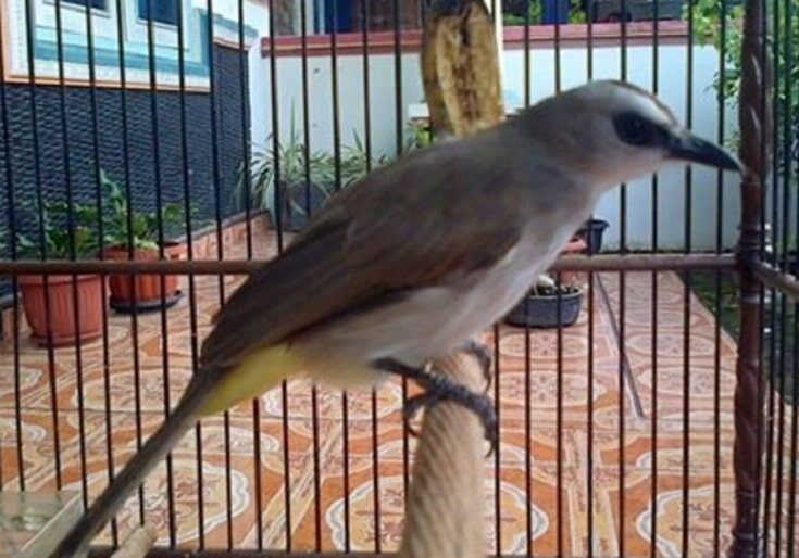 manfaat-jahe-untuk-burung-trucukan-4335963