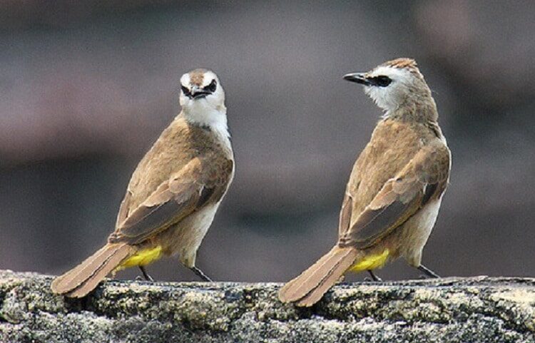 manfaat-jahe-untuk-burung-trucukan-yang-wajib-anda-ketahui-2133832