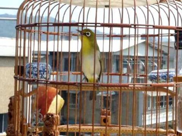 manfaat-dan-fungsi-air-gula-untuk-pleci-biar-cepat-gacor-5618083