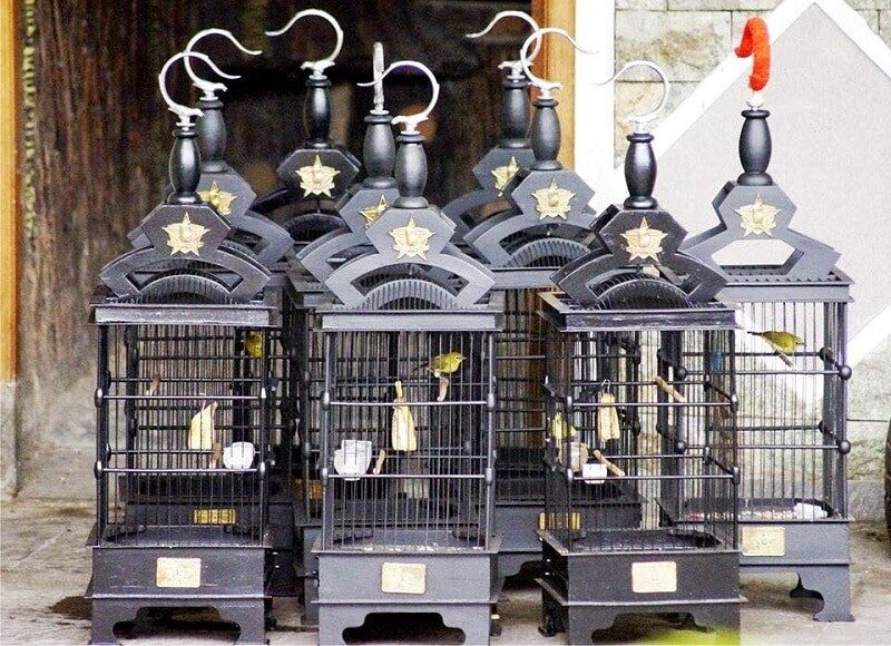 mempersiapkan-kandang-pleci-untuk-lomba-agar-rajin-bunyi-dan-prima-6897302