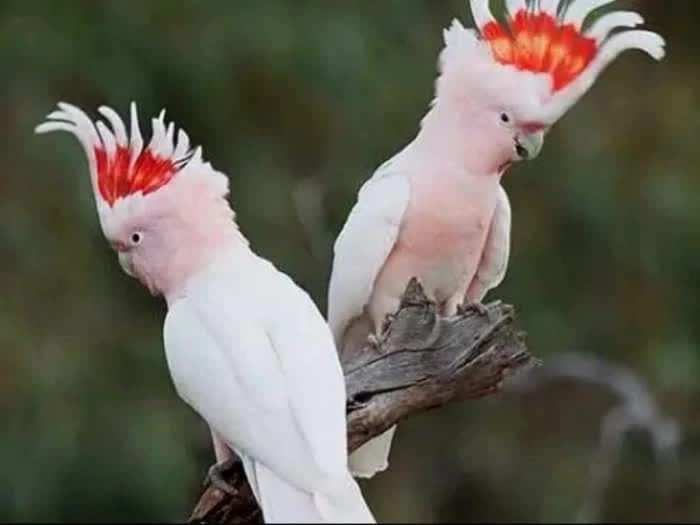 menelusuri-lebih-dekat-fakta-unik-burung-kakatua-yang-menarik-5961517