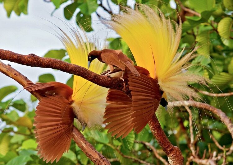 mengenal-burung-cendrawasih-kuning-kecil-yang-kini-terancam-punah-8456460