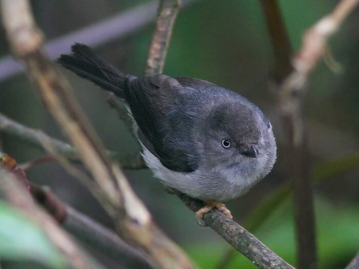 mengenal-burung-cerecet-jawa-habitat-ciri-dan-perilakunya-8497689