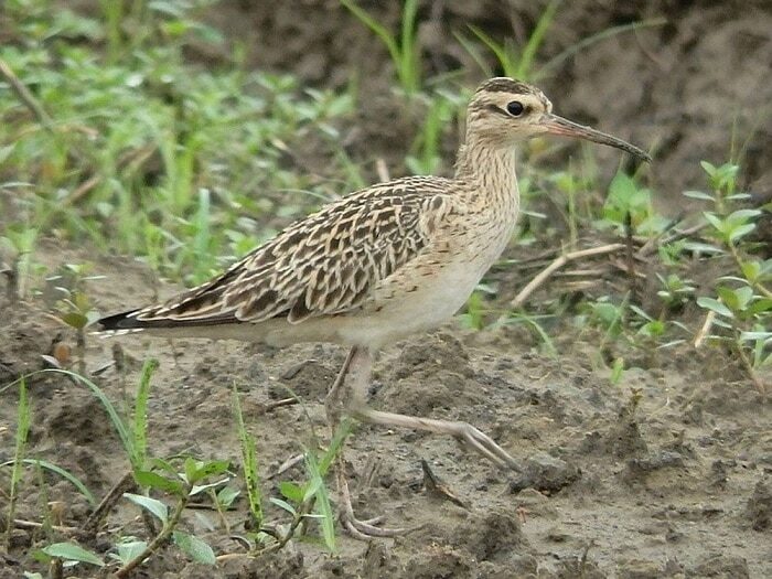 mengenal-burung-gajahan-kecil-habitat-dan-perjumpaannya-2813127