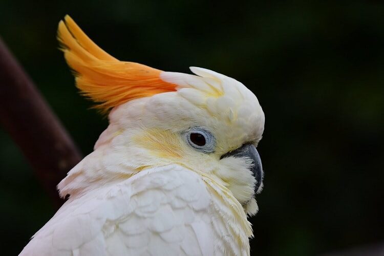 mengenal-burung-kakatua-sumba-yang-sudah-hampir-punah-2498336