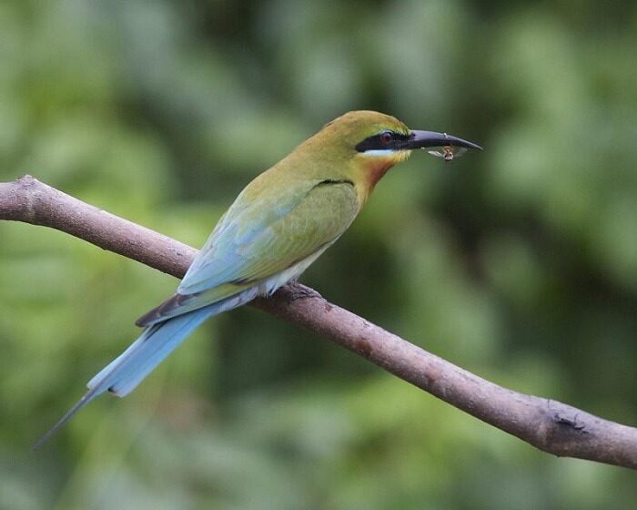 mengenal-burung-kirik-kirik-laut-merops-philippinus-yang-cantik-2535758