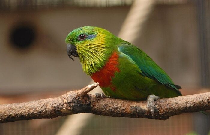 mengenal-burung-nuri-ara-salvadori-psittaculirostris-salvadorii-2999766