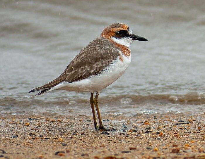 mengenal-ciri-khas-burung-cerek-pasir-besar-dan-habitatnya-5292788