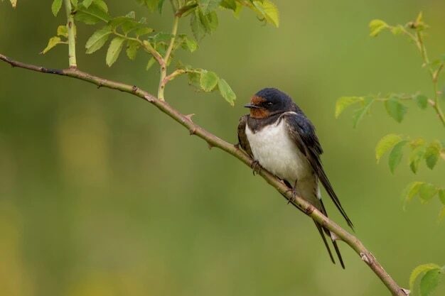 mengenal-ciri-khas-burung-layang-layang-api-hirundo-rustica-1968584