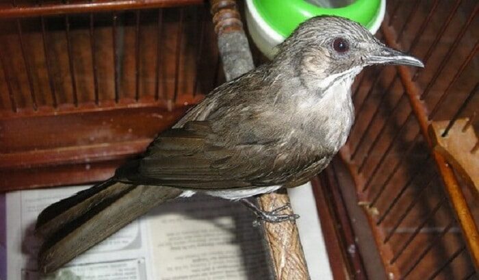 mengenal-ciri-khas-dan-karakteristik-burung-brinji-kelabu-2324222