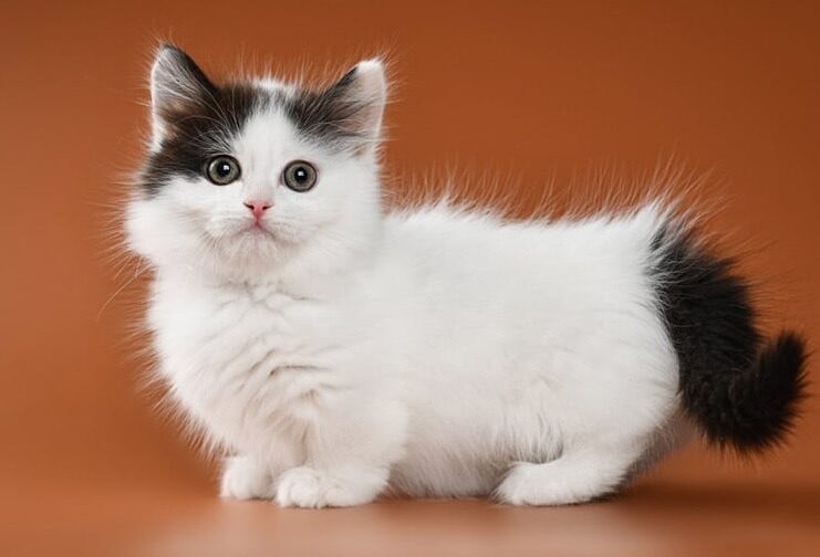 mengenal-jenis-kucing-munchkin-hewan-mungil-berkaki-pendek-6376727