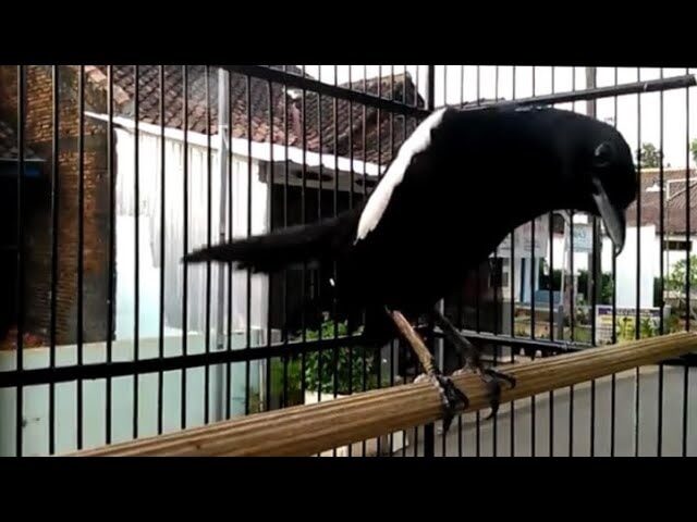 mengenal-lebih-dekat-burung-kacer-wulung-raja-dan-perawatannya-7215598