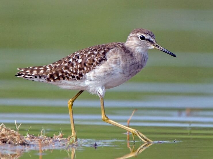 mengenal-lebih-jauh-burung-trinil-semak-wood-sandpiper-7805311