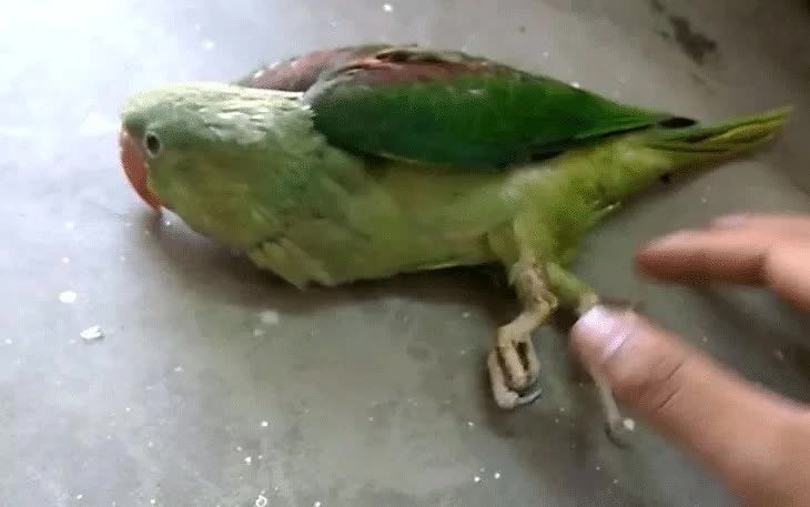 mengenali-aneka-penyebab-kelumpuhan-pada-burung-kicauan-3942989