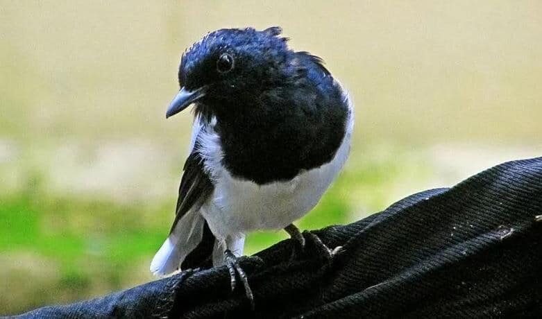 mengetahui-cara-mengatasi-kacer-nyilet-paling-efektif-7234814